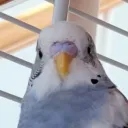 pumpkinthebirb
