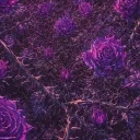 abuse.fr