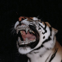 fcgoon#2010's avatar