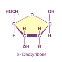 2deoxyribose_