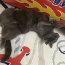 Photo de profil de anil2.0_99615