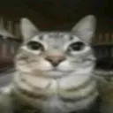 ratatulli_333 avatar