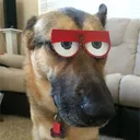 ulanekurwypozdro