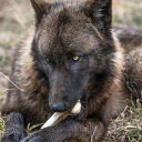 avatar ｡　　︵　　kenai