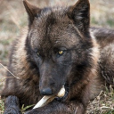 avatar ｡　　︵　　diego