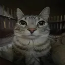 krishyt_69