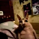 Аватар murzik0850