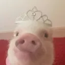 pimperpamela_24558