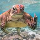 turtle_kid556