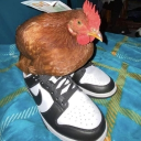 avatar ᴶᵉˡˡʸ ˙ᵕ˙