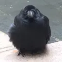 blood_crow_5