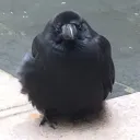blood_crow_5