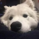 snowieoff