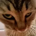 random_ket. avatar
