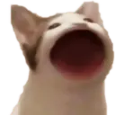jaspyjasbo