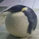 jaaaaaccob