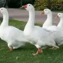 Аватар apra0338_56488