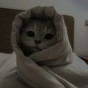 _janusz__