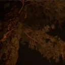 korhu__