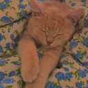 catsrock9