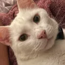 catsrock9