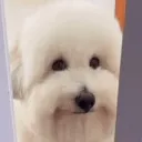 skuwwer