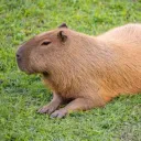 penalparaangel_24722 avatar