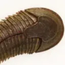 xenomorphianpreatorian998822