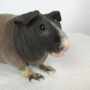 avatar Skinny pig