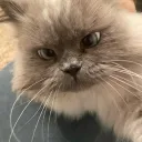 derkaterbesitzerr avatar