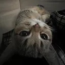 conewithmustard