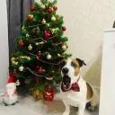 Аватар puding0910