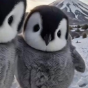 avatar Checkmat3 Aurora