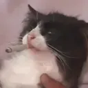 jujidt
