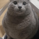 Discord Avatar