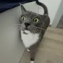 melounek87