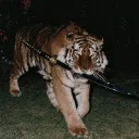 machtige.tijger