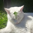 avatar 𝓡𝓲𝓴𝓪 (ღ)