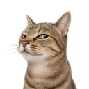fox_overheaven
