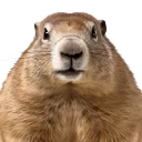 chengolea