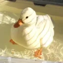 abdboop