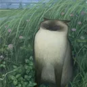 rizekamishiroxo