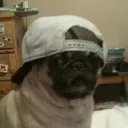 yourlocalpugguy