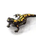 salamander609