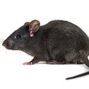 Rat | Shapes, Inc