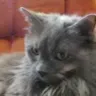 mojiethecat