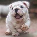 admiiralbulldog