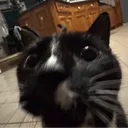 pixelcant