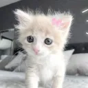 o_orl