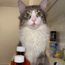 avatar miau